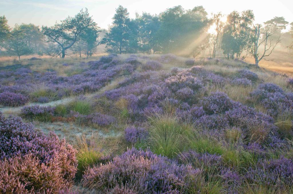 Opglabbeek Landhuisjes Bij De Wouterbron מראה חיצוני תמונה